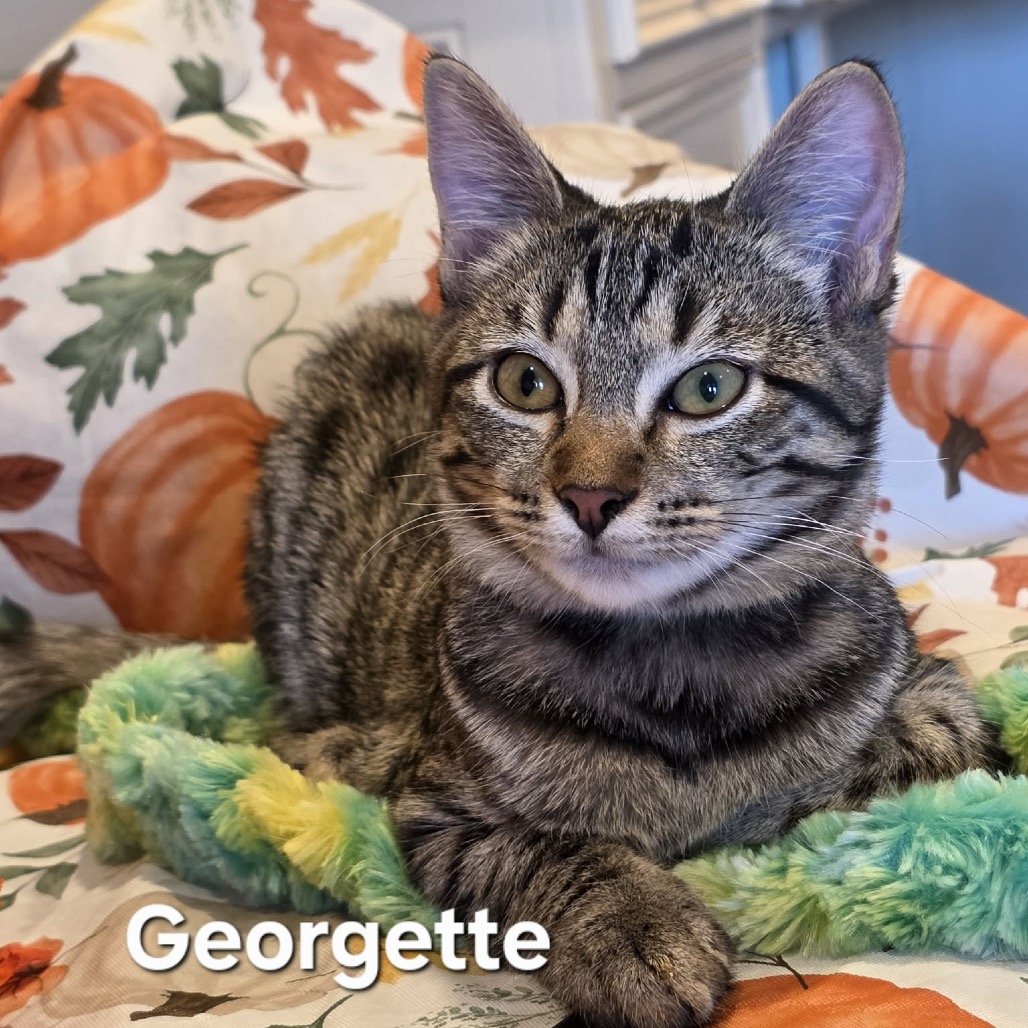 GEORGETTE, photo 4