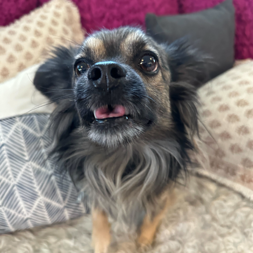 Shorty — thumbnail 2