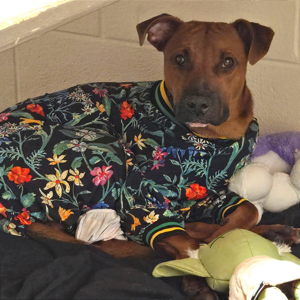 Sonny — thumbnail 10