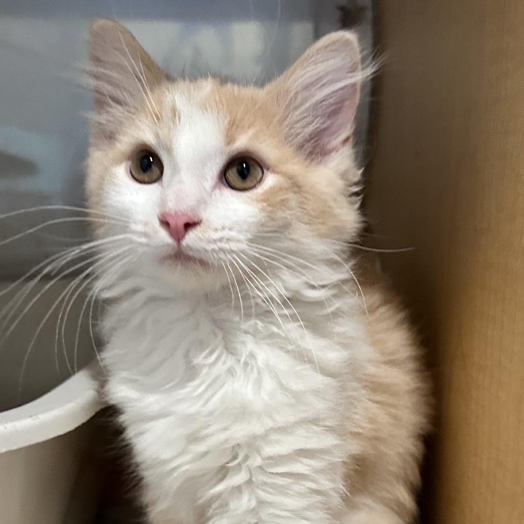 FREEDOM - Domestic Longhair available for adoption