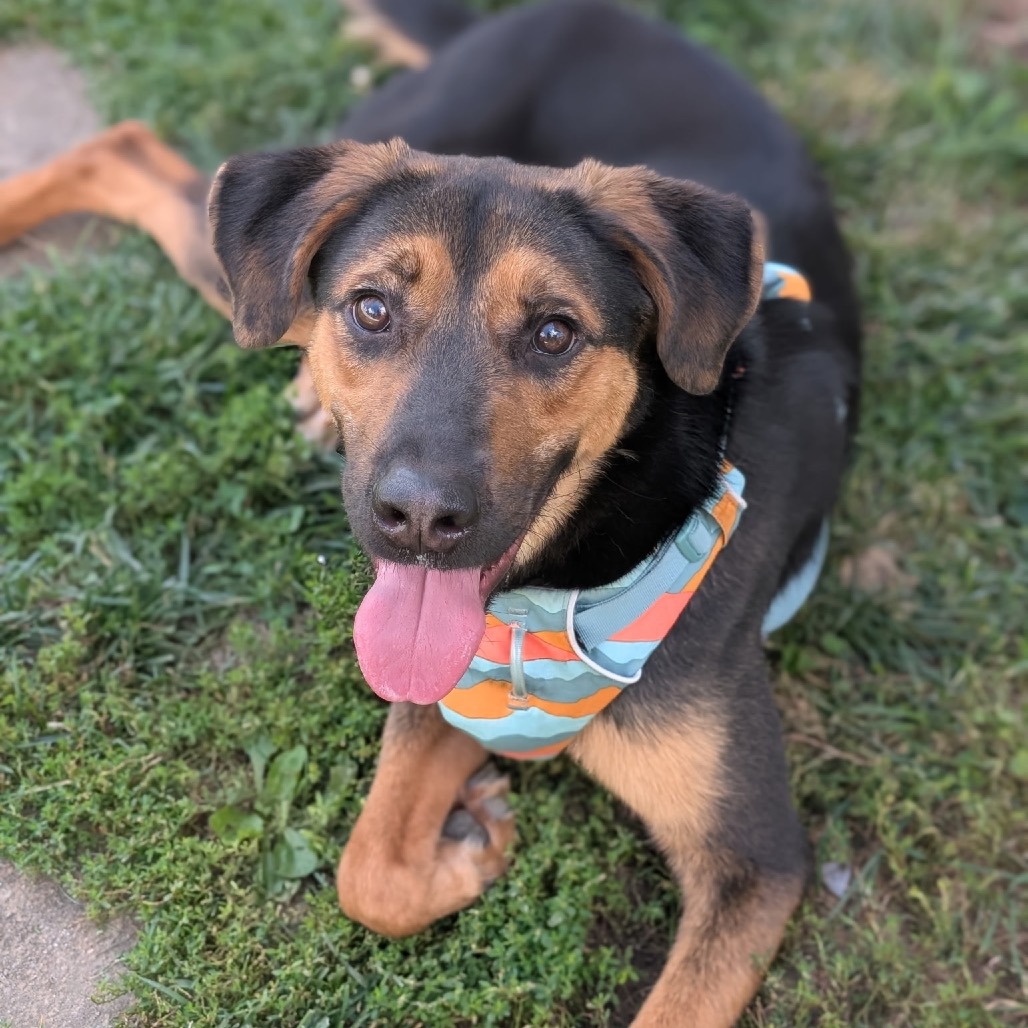 Callie (Formerly Caledonia)