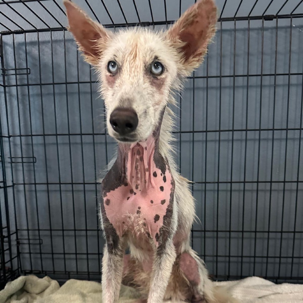 LILYANNE - Husky, Siberian / Shepherd available for adoption