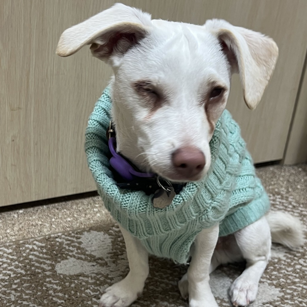 DARE DEVIL - Chihuahua available for adoption