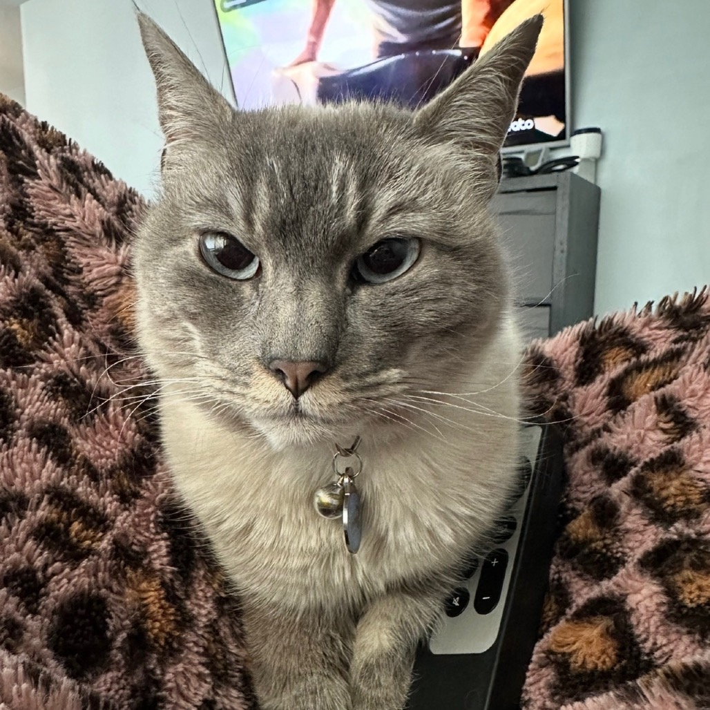 BROOKLYN - Domestic Shorthair / Siamese available for adoption
