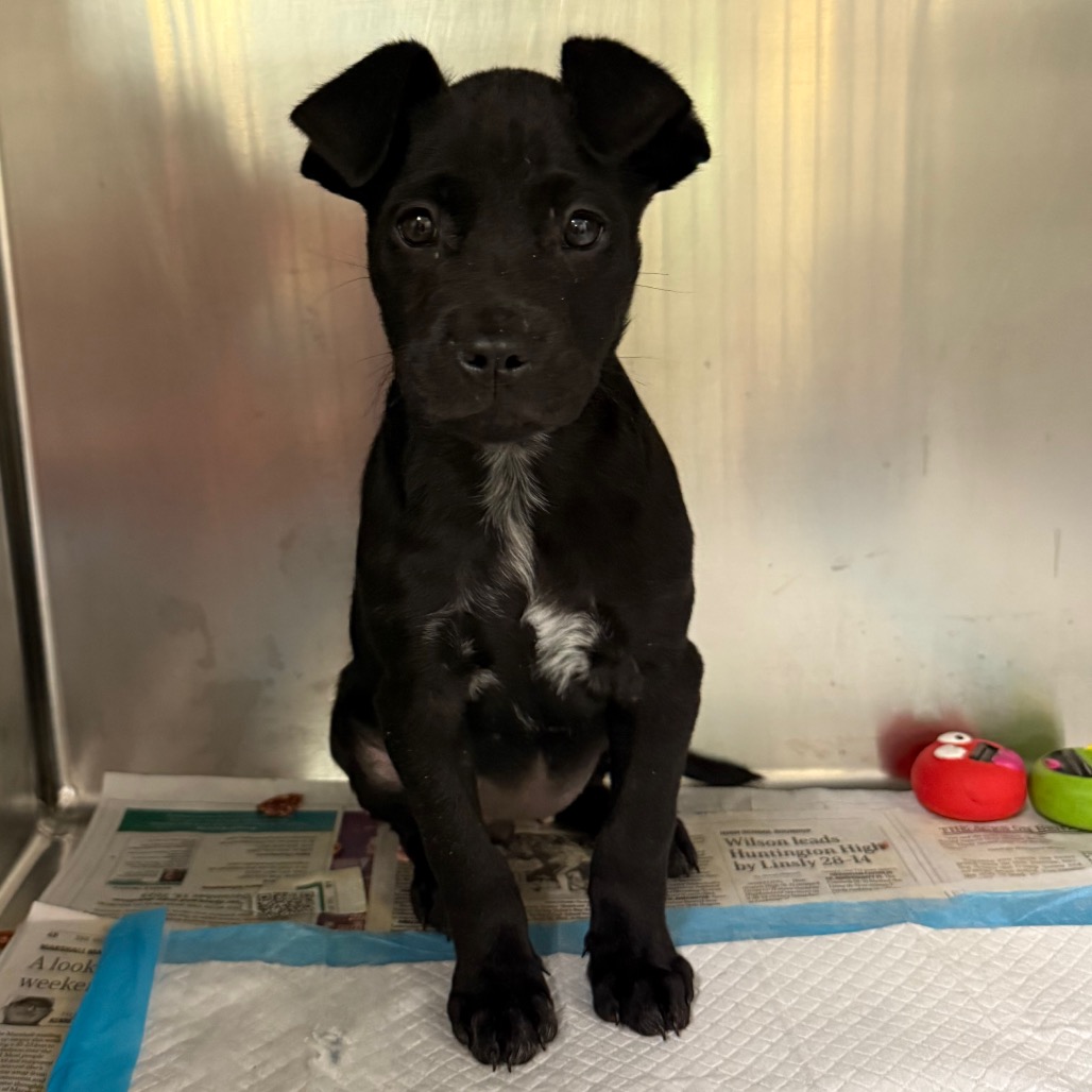 Sweet Potato Casserole — thumbnail 3