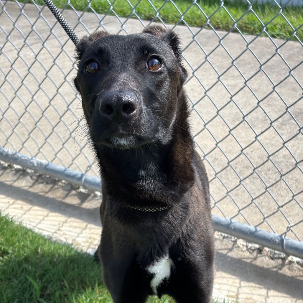 RASPUTIA - Retriever, Labrador / Mix available for adoption