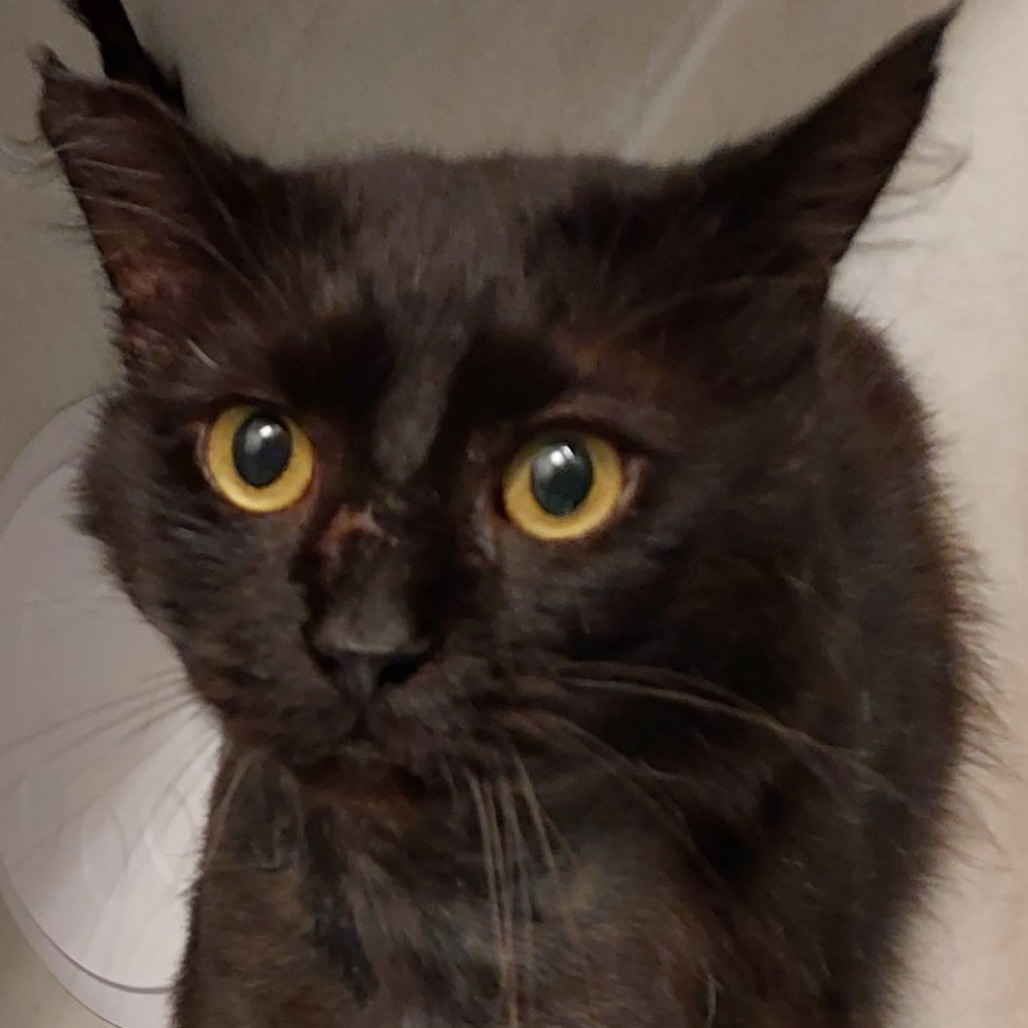 GILL - Domestic Shorthair available for adoption