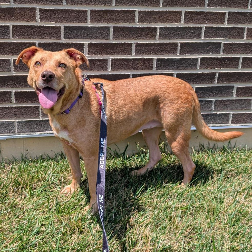 ELSIA - Mixed Breed (Medium) available for adoption