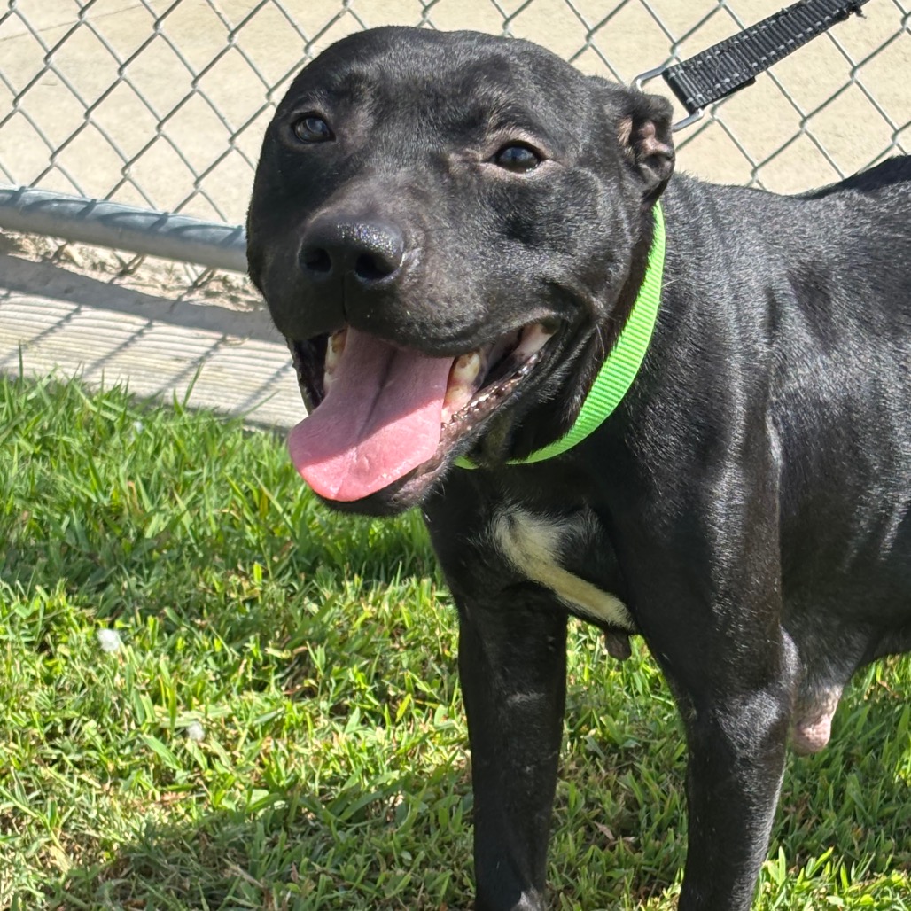 MAZORIA - Terrier, Pit Bull / Terrier, American Pit Bull available for adoption