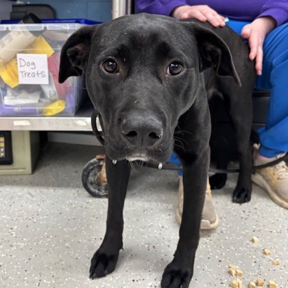 Darla — thumbnail 3