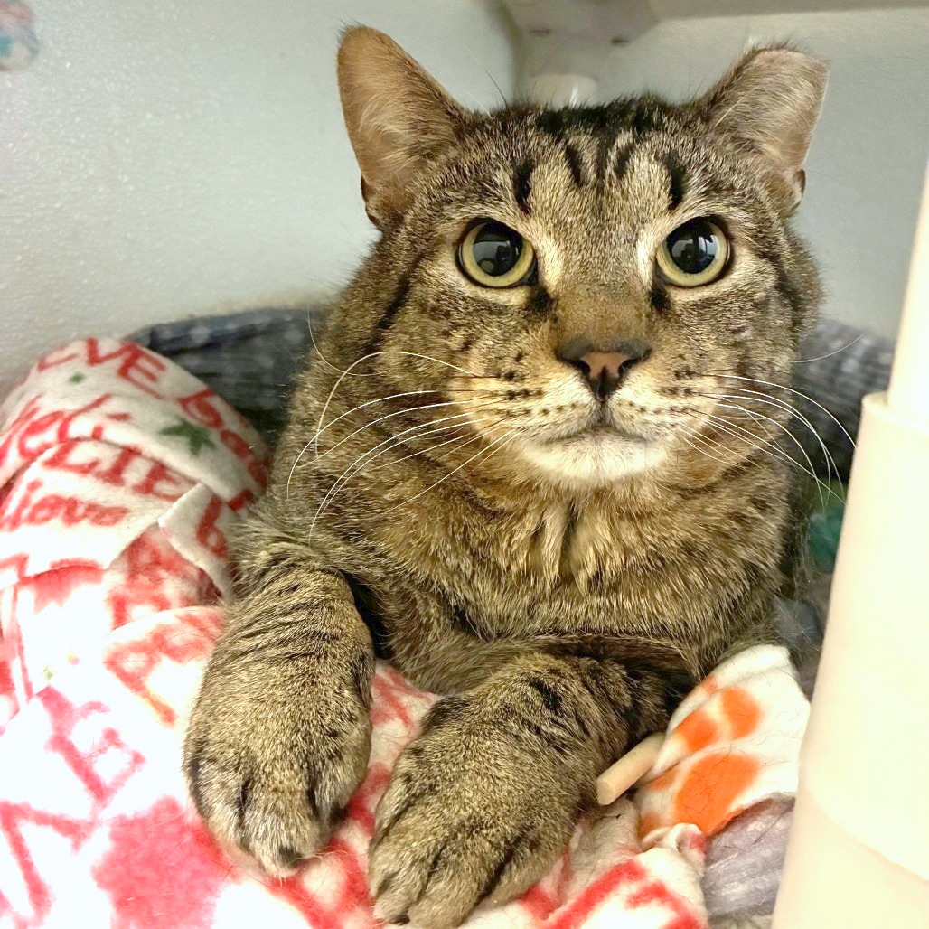 The Great Gazoo — thumbnail 2