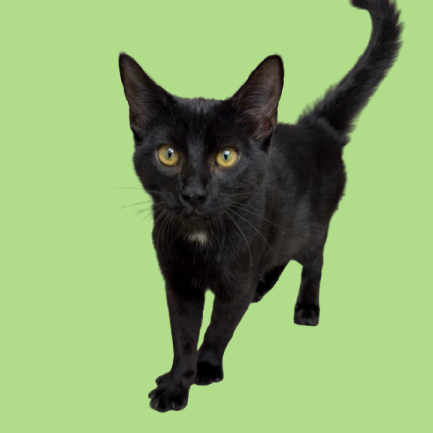 Tusc Stray 82263