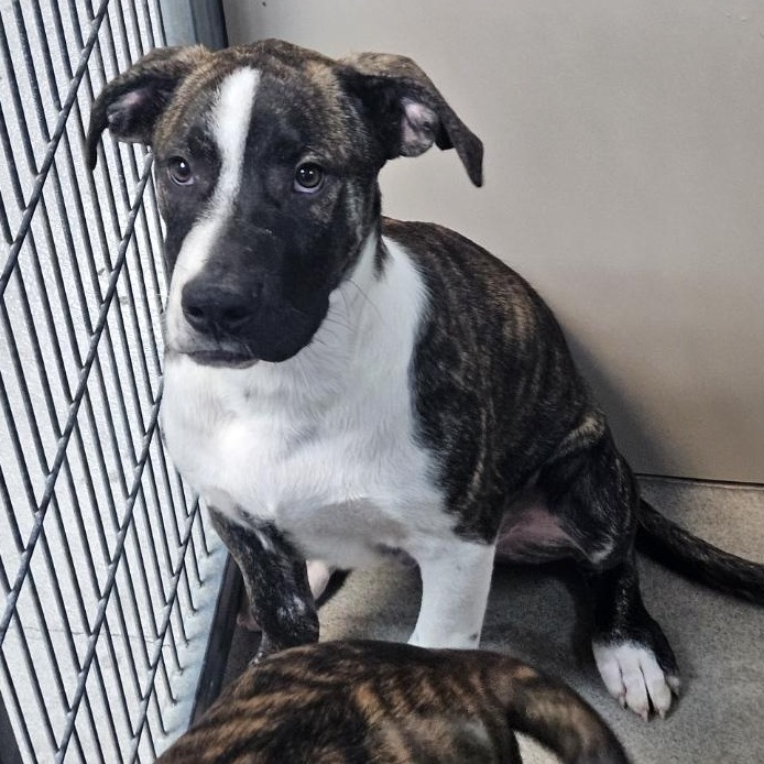 Kennel#32 Ricky  's preview photo