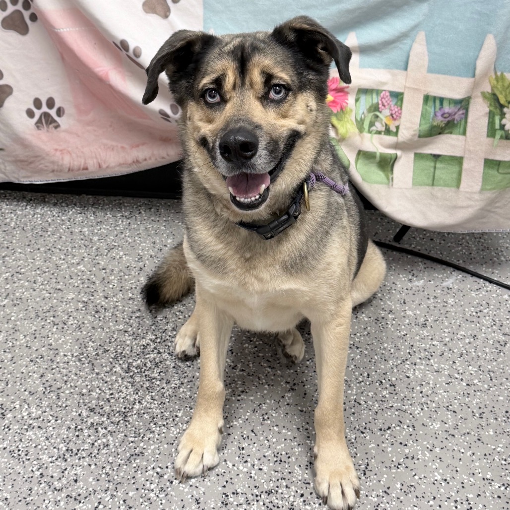 DANNY ZUKO - Shepherd / Husky available for adoption