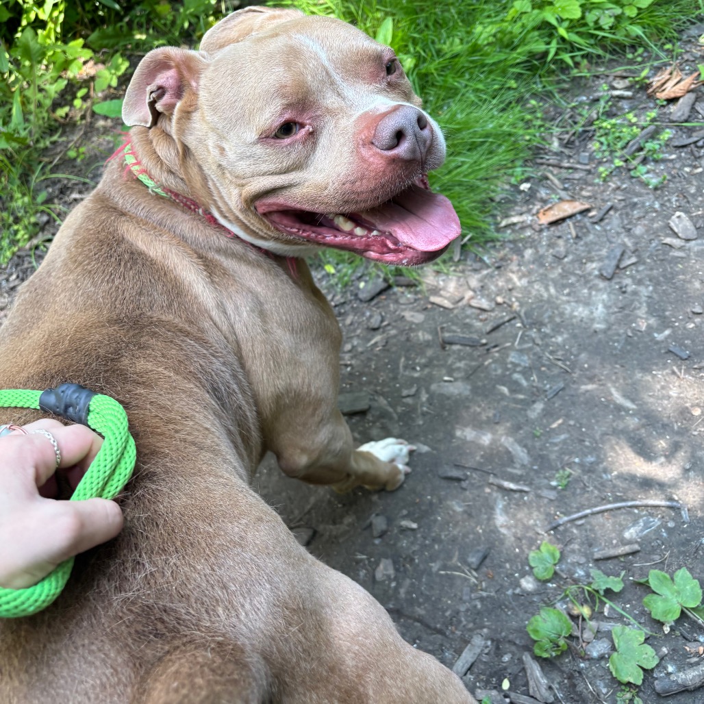 Buddha-Foster — thumbnail 2