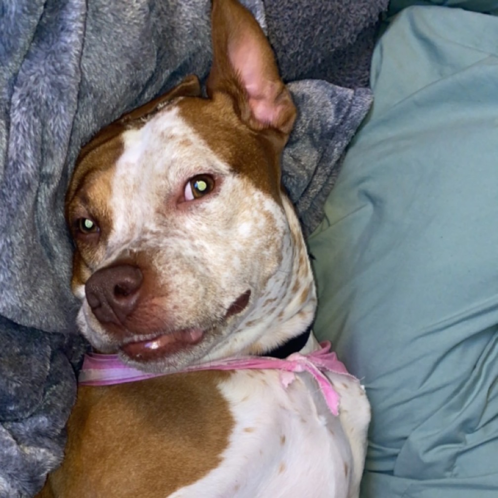 Bentley - Home to Home, photo 4