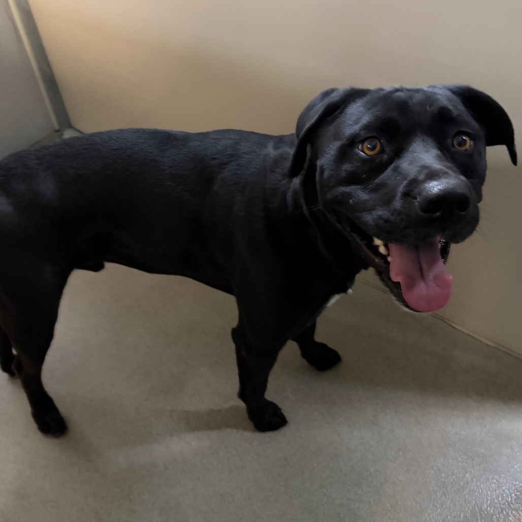 Kennel#13a(Tango)'s preview photo