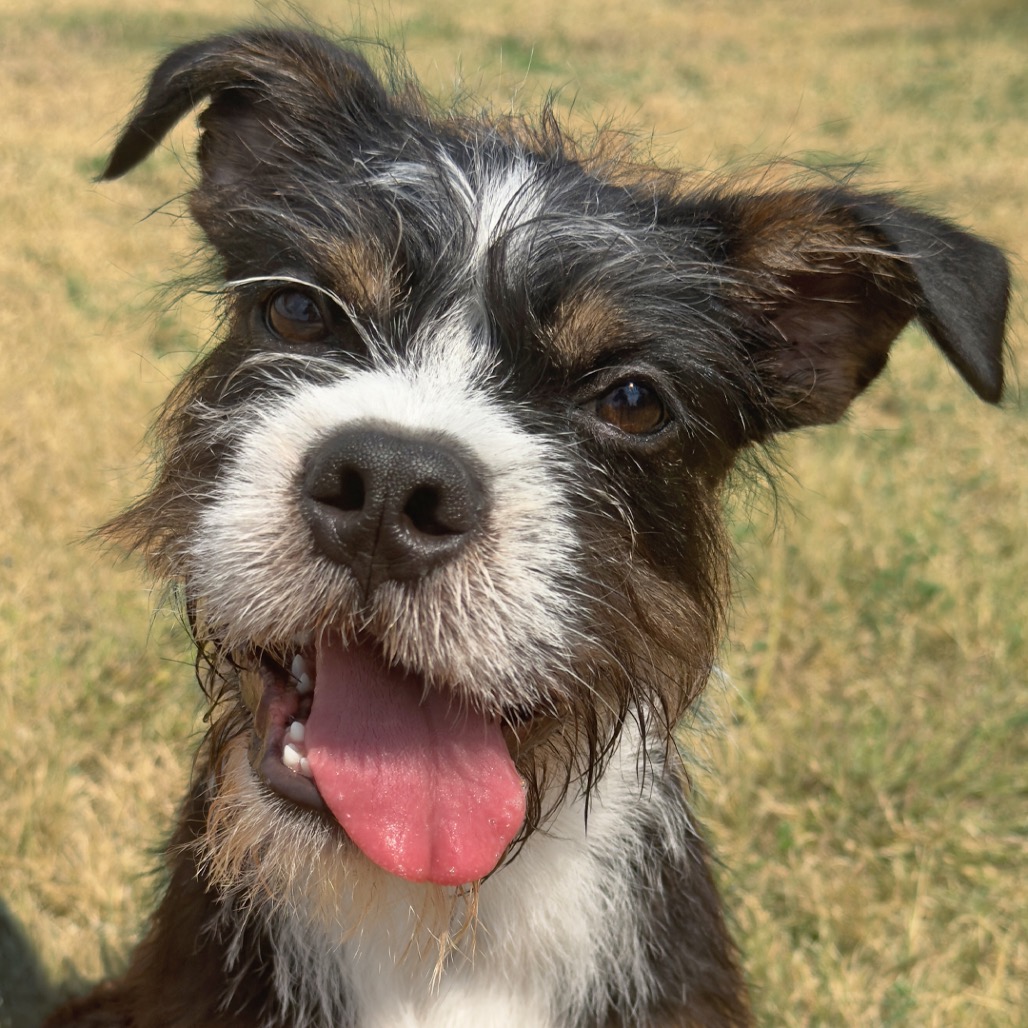 Mixed Breed