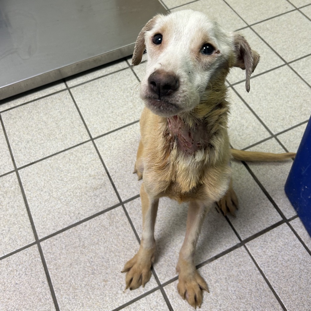 Willy Worm — thumbnail 2