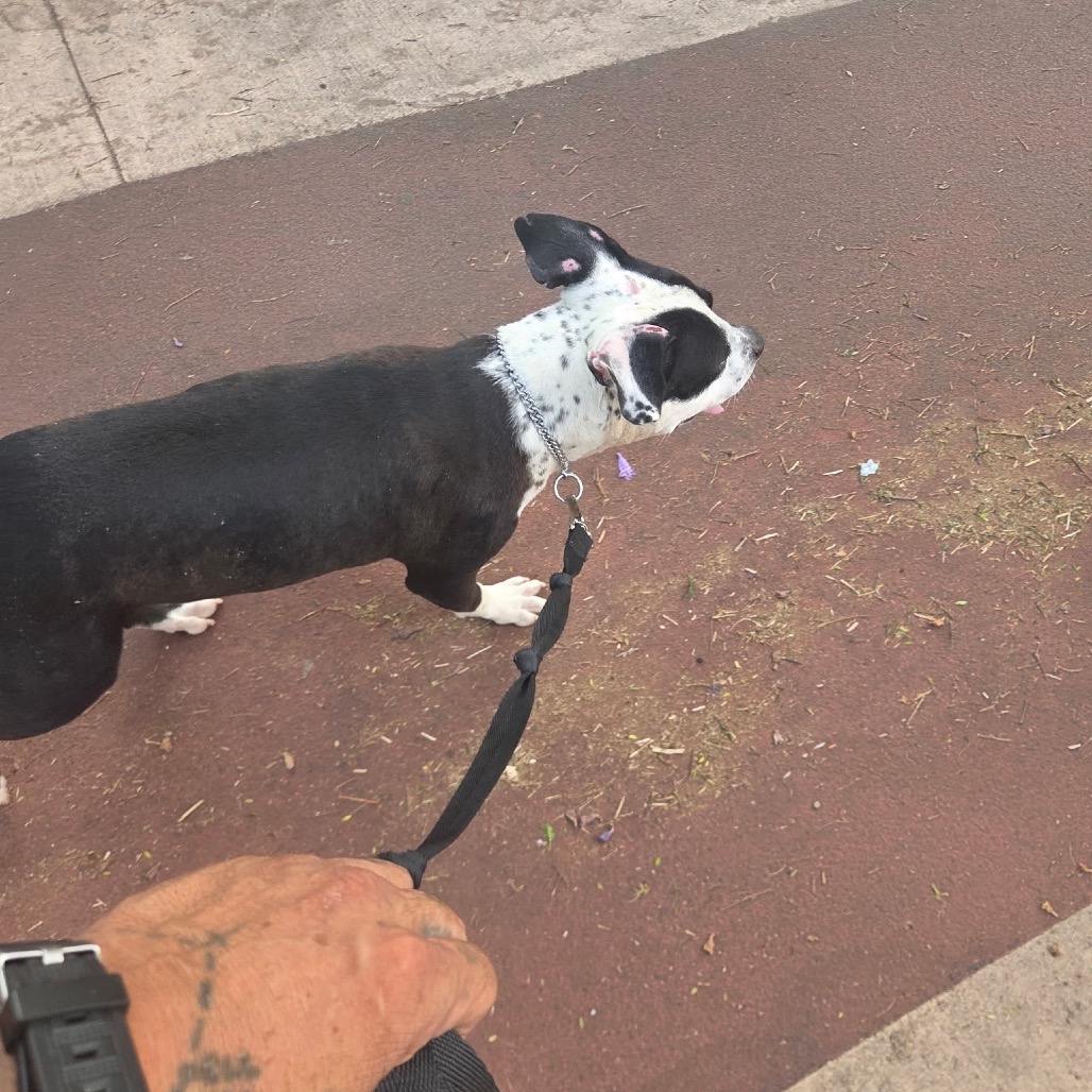 Bucky, photo 3