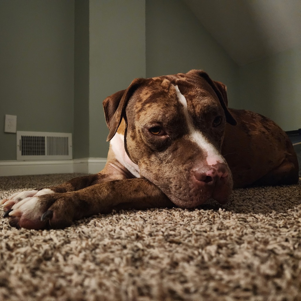 Bruno Pumpernickel D1138