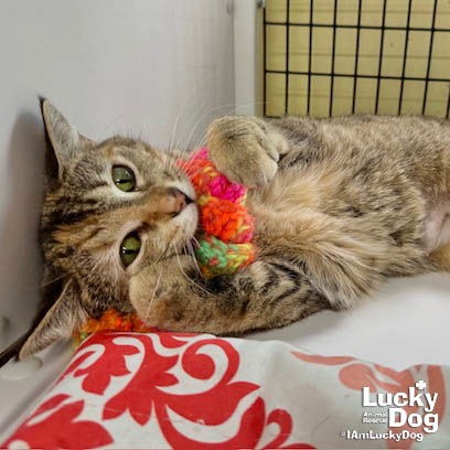 AGATHA - Domestic Shorthair available for adoption