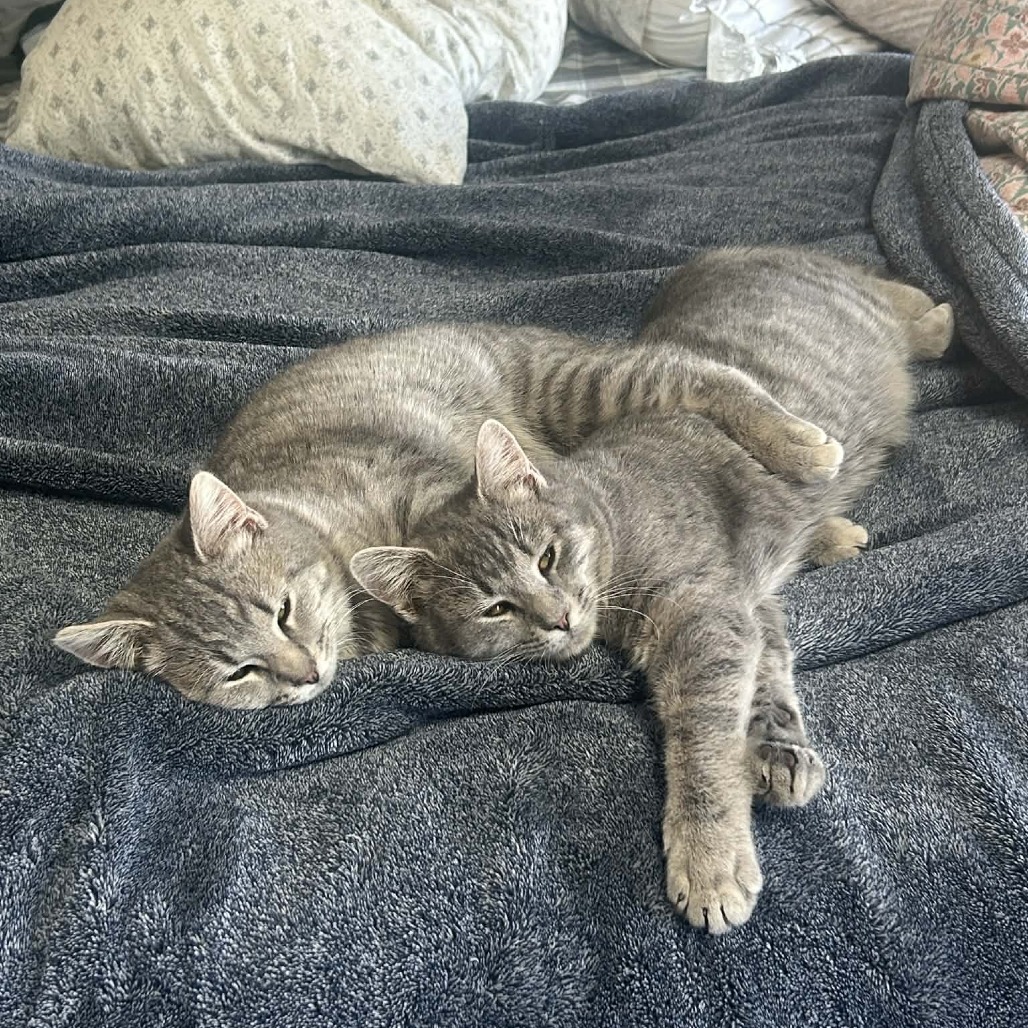 Olive — thumbnail 5