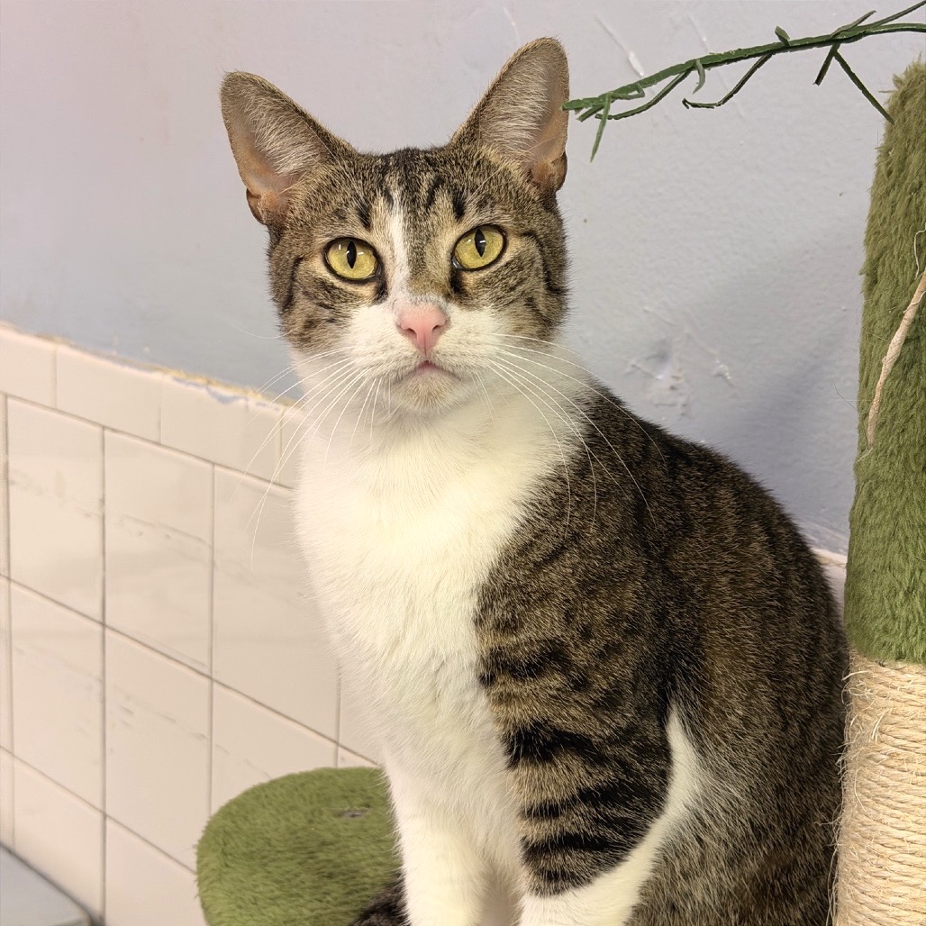 TABULOUS - Domestic Shorthair for adoption in Fort Lauderdale