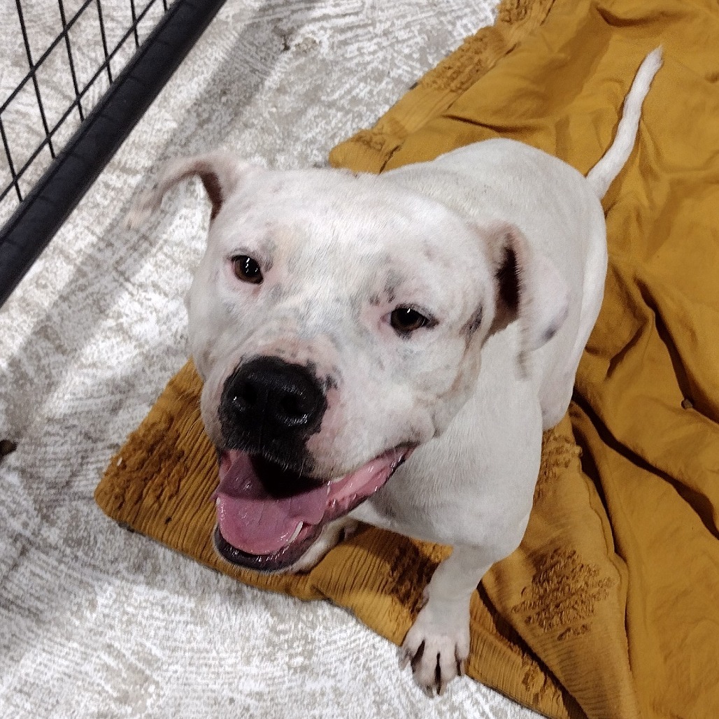 MIKEY - Terrier, Pit Bull / Mix available for adoption