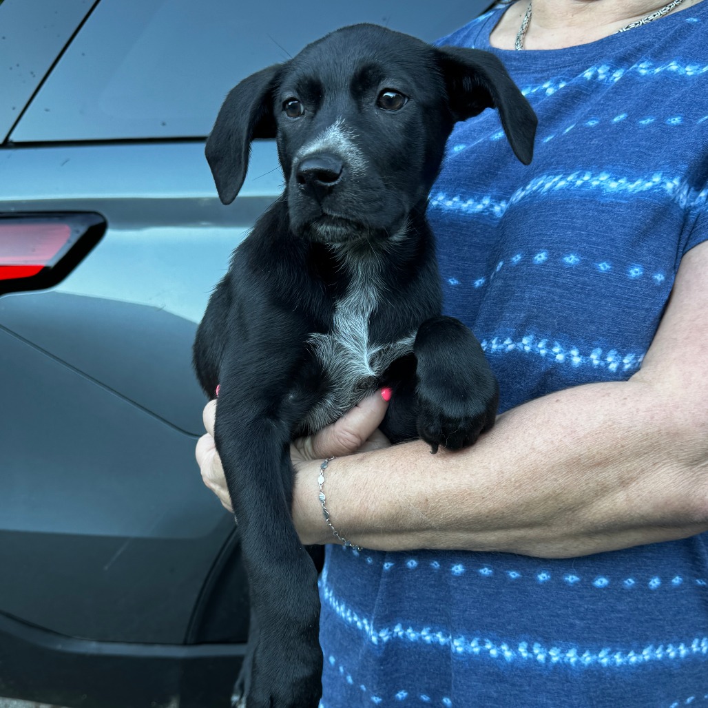 NY Honey Bun Avail Jun 13 (Choice Pet Carmel)