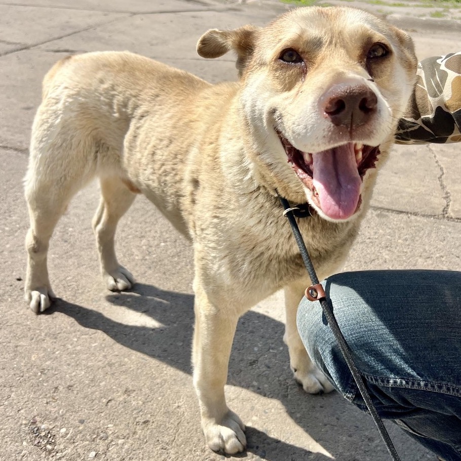 Adoptable Dogs — Rescue Network