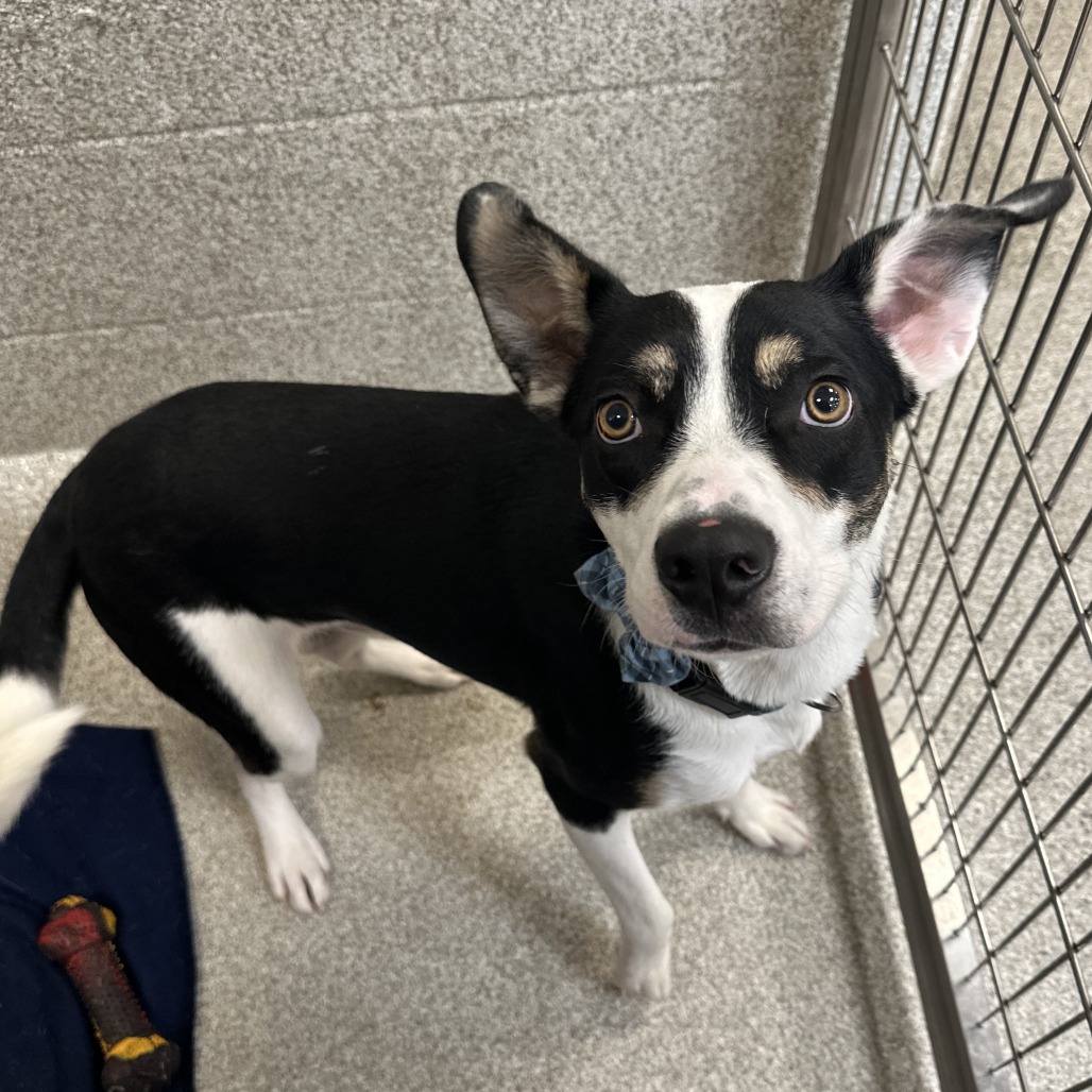 DODGE - Mixed Breed (Medium) available for adoption