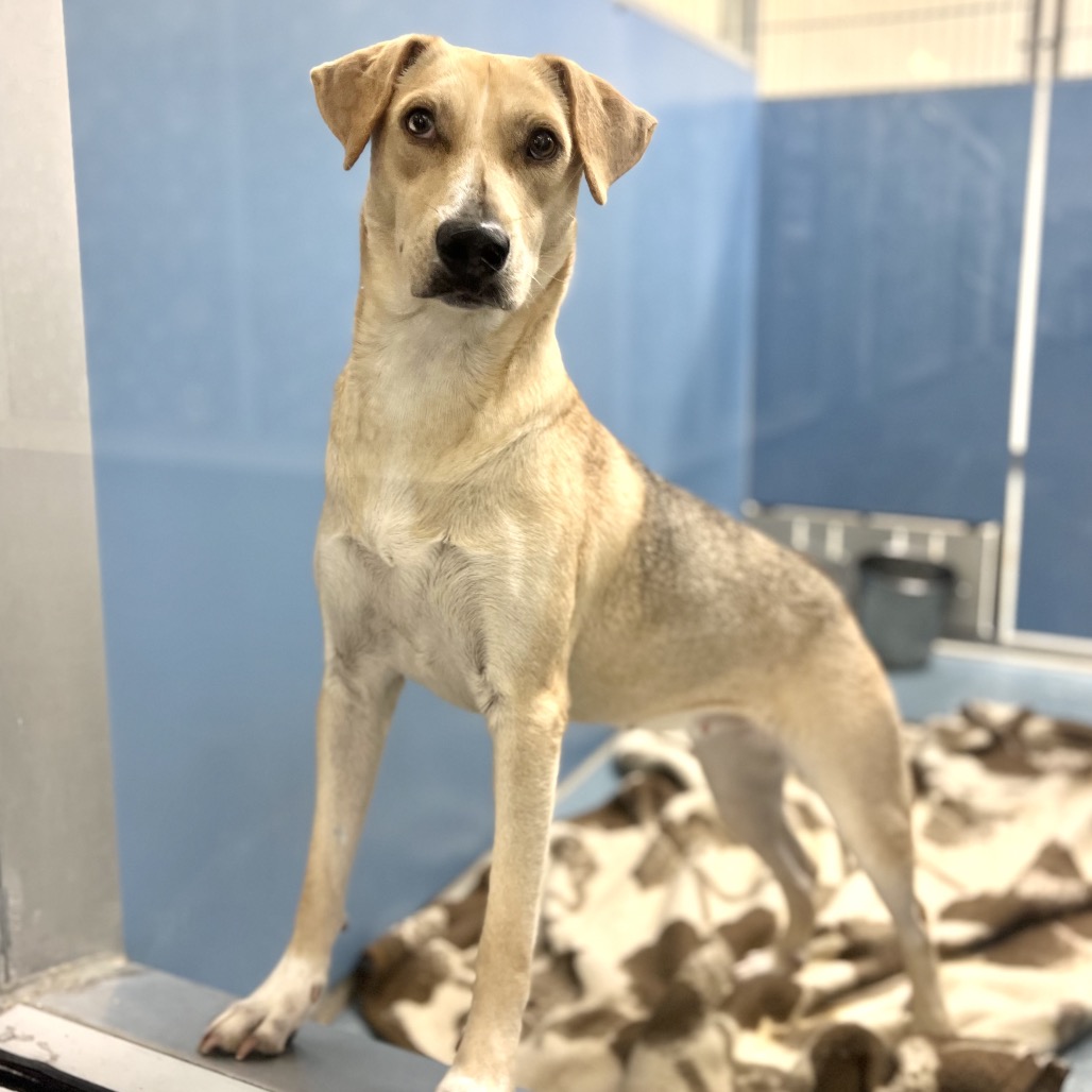 PENNY - Retriever, Yellow Labrador / Shepherd available for adoption