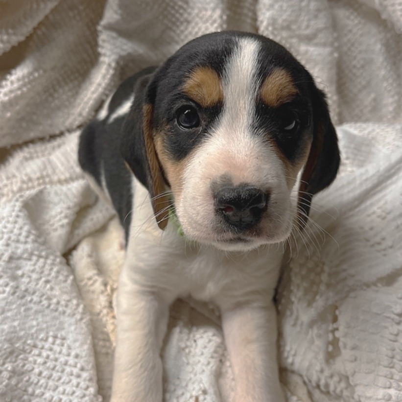 Eve's Pup- Olivia — thumbnail 5