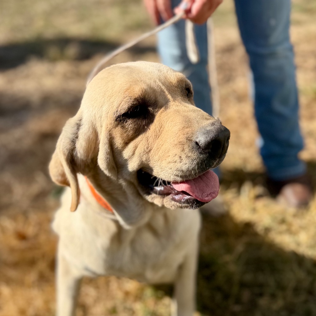 ASPEN - MISSOURI (OT26-49) - Retriever, Yellow Labrador / Mixed Breed (Large) available for adoption