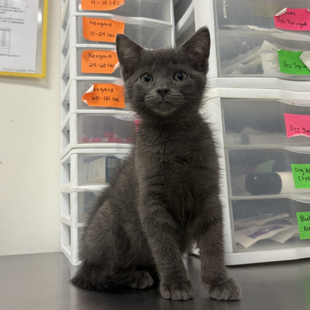 Shark , available for adoption at PVAS