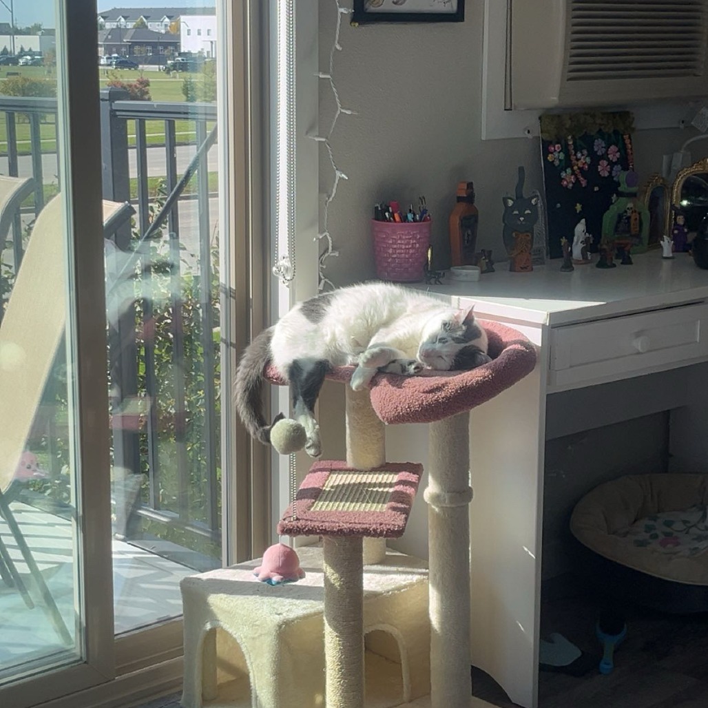 Fawn--In Foster, photo 18