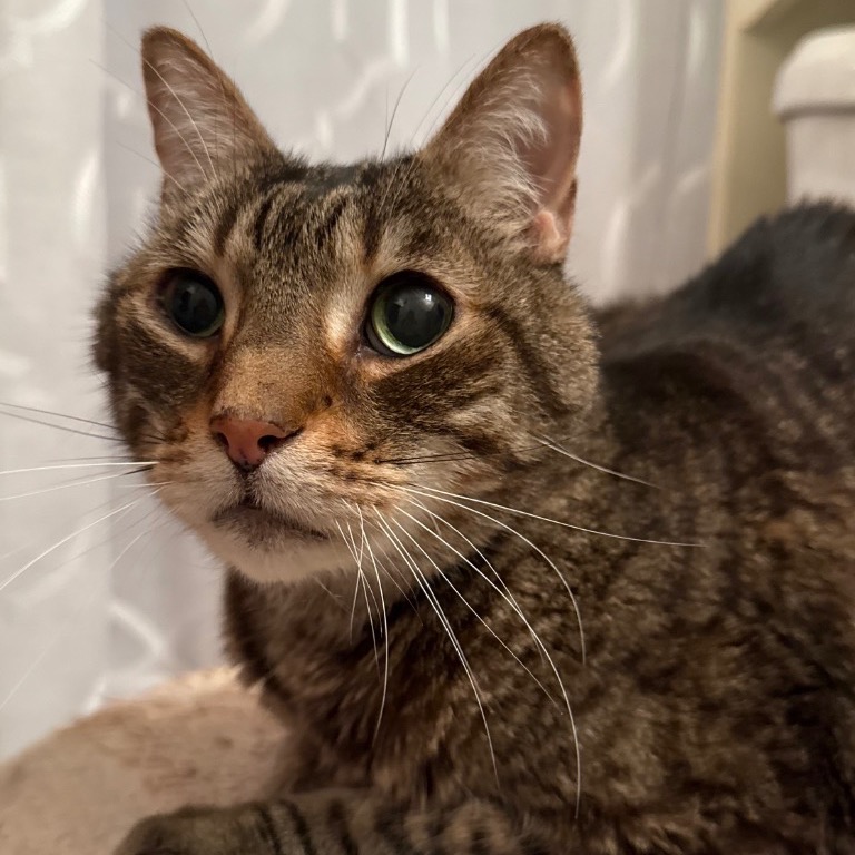 Photo of Tigger playing