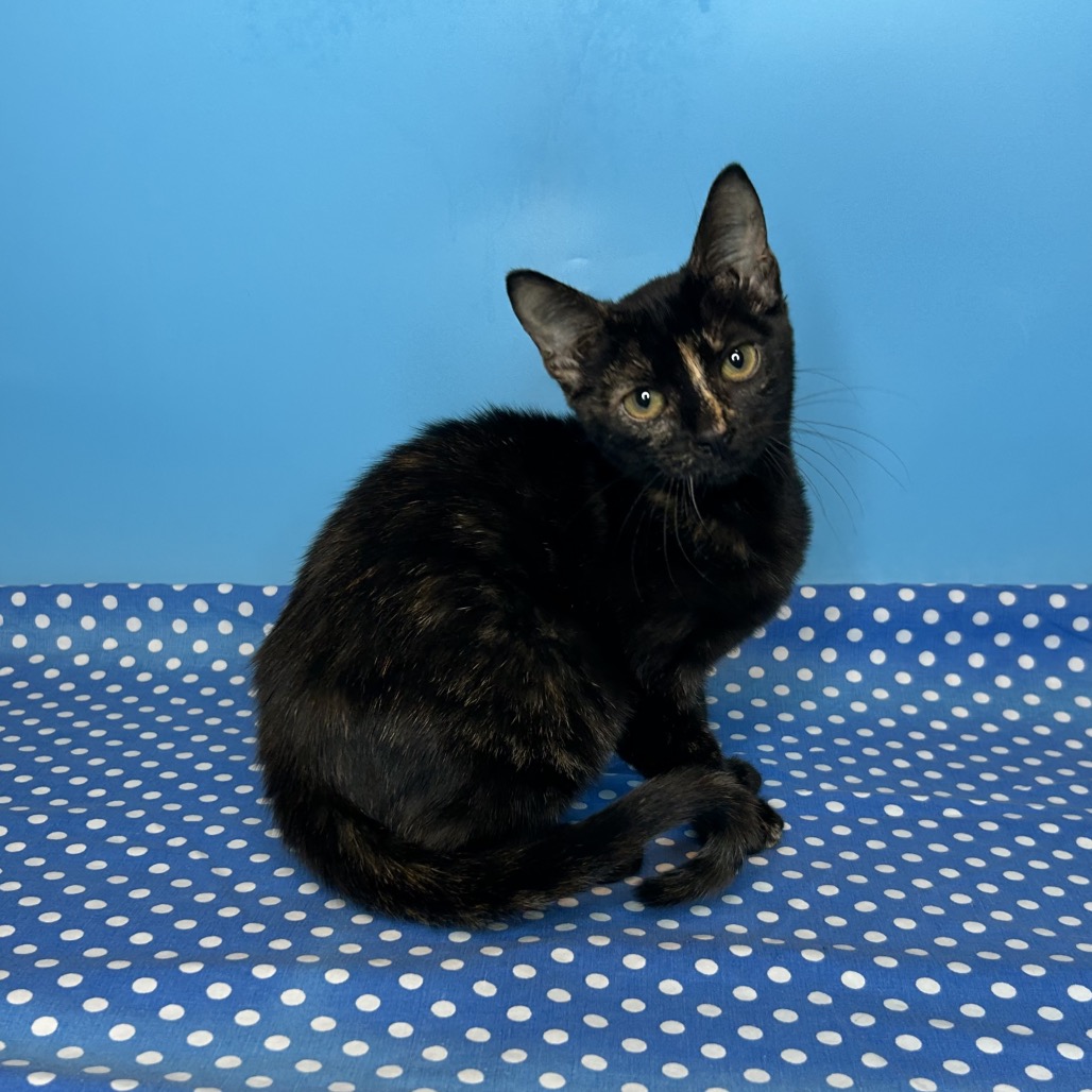 SELENA - Domestic Shorthair available for adoption