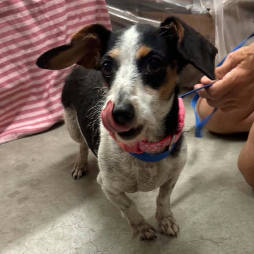 BINDI - Dachshund / Miniature Wire Haired available for adoption