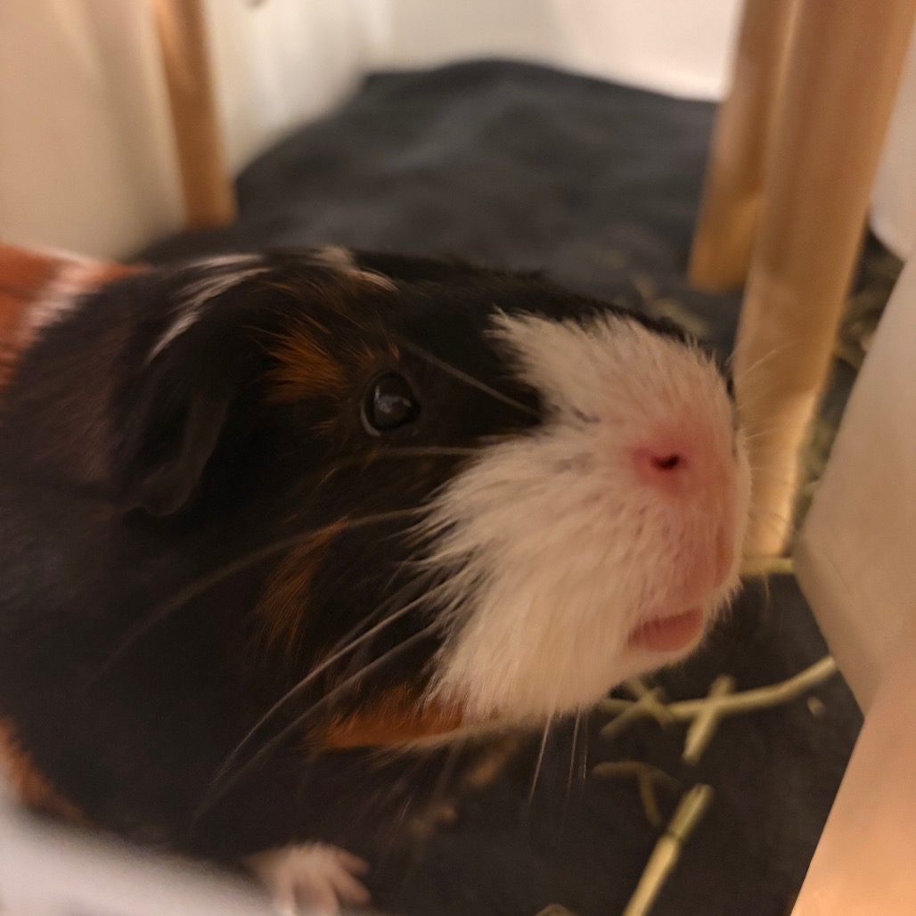 Spaghettio, photo 4