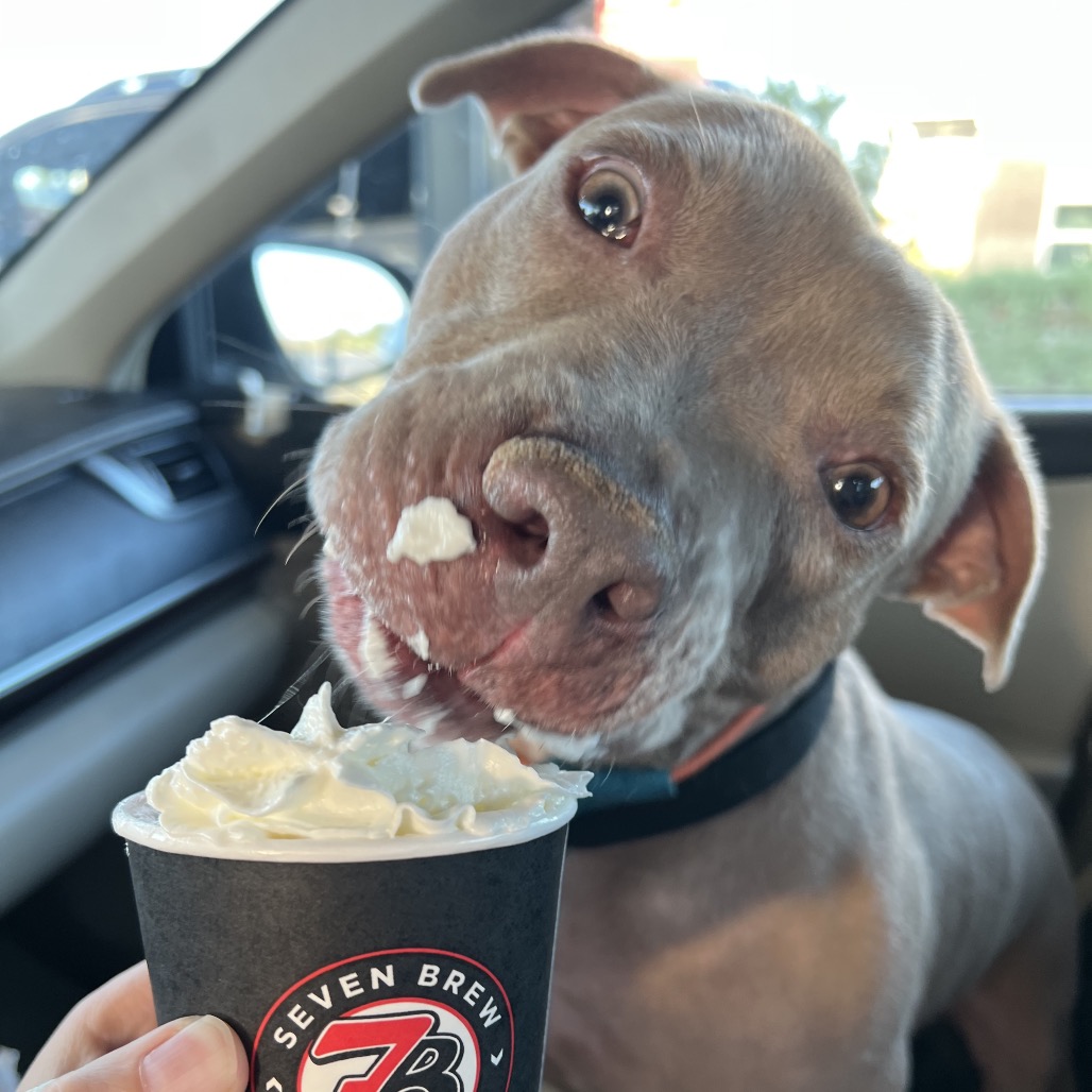 BUDDY STEVENS - Terrier / Pit Bull available for adoption