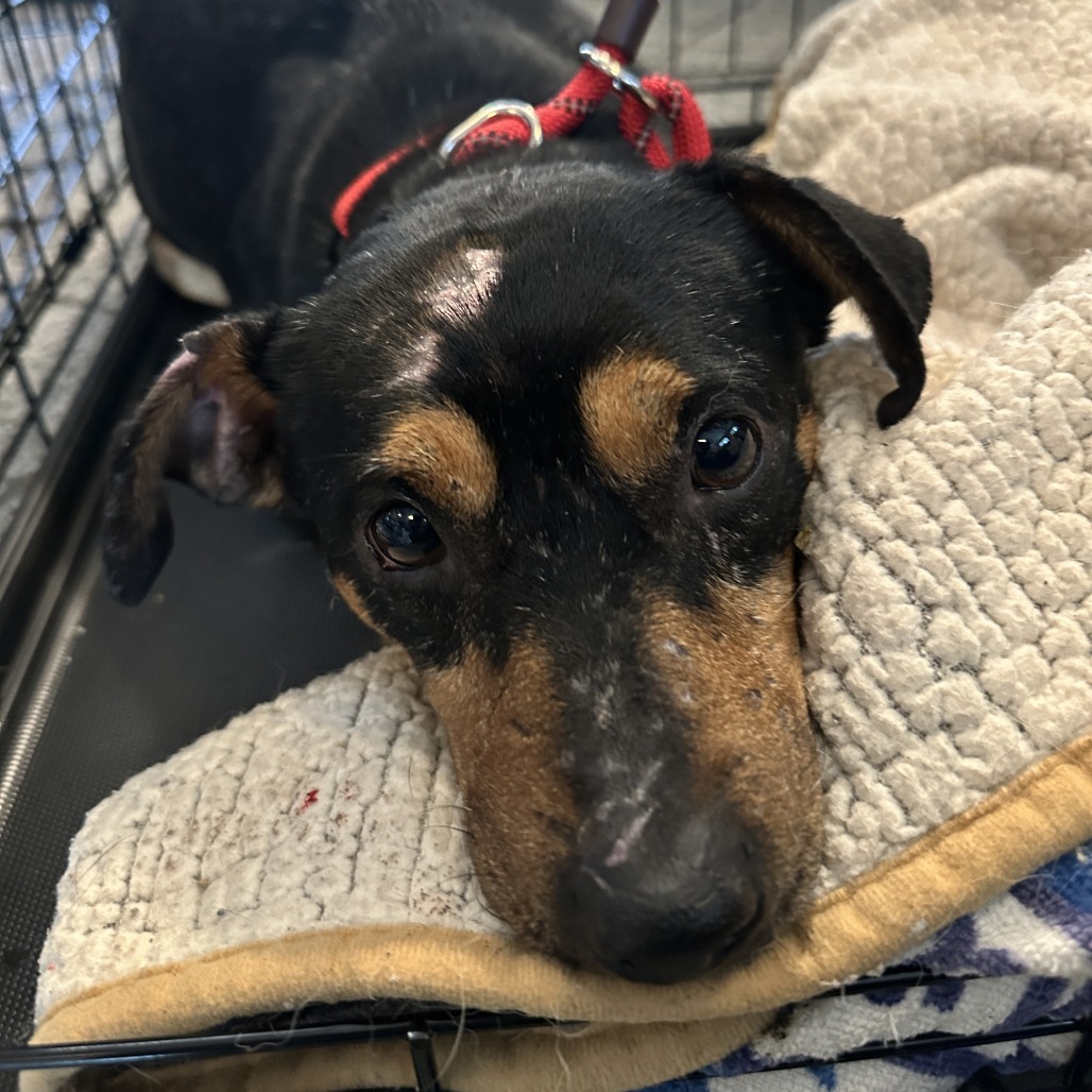 Stanley — thumbnail 2