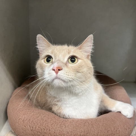 CHANCE - Domestic Shorthair available for adoption