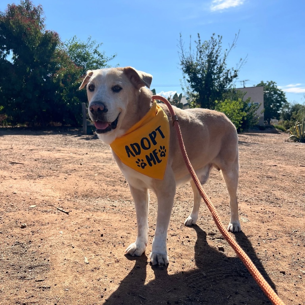 Colonel Mustard, photo 13