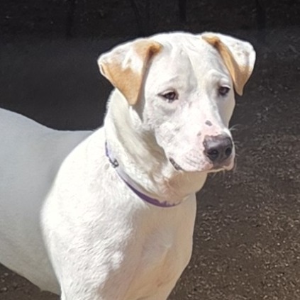 LILO - Mixed Breed (Medium) available for adoption