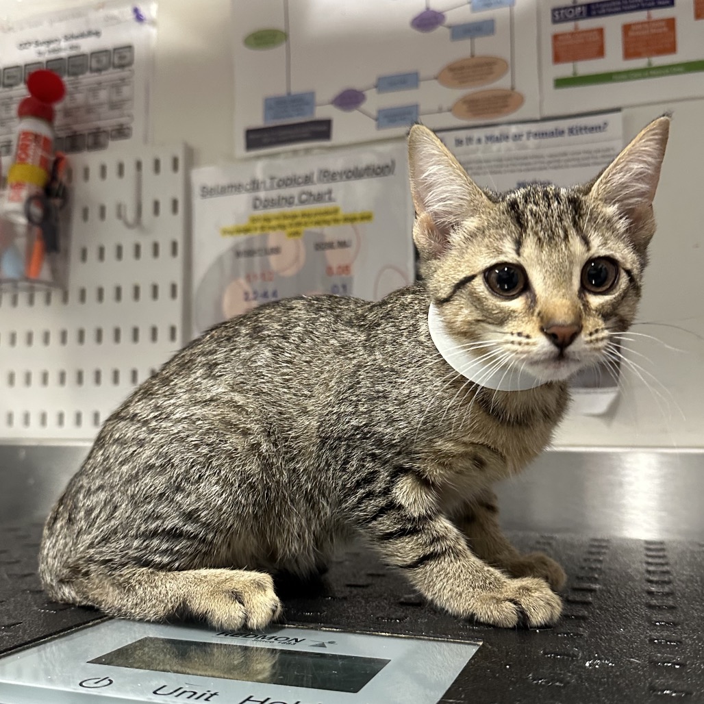 ALABAMA (WHT) - Domestic Shorthair / Domestic Shorthair available for adoption