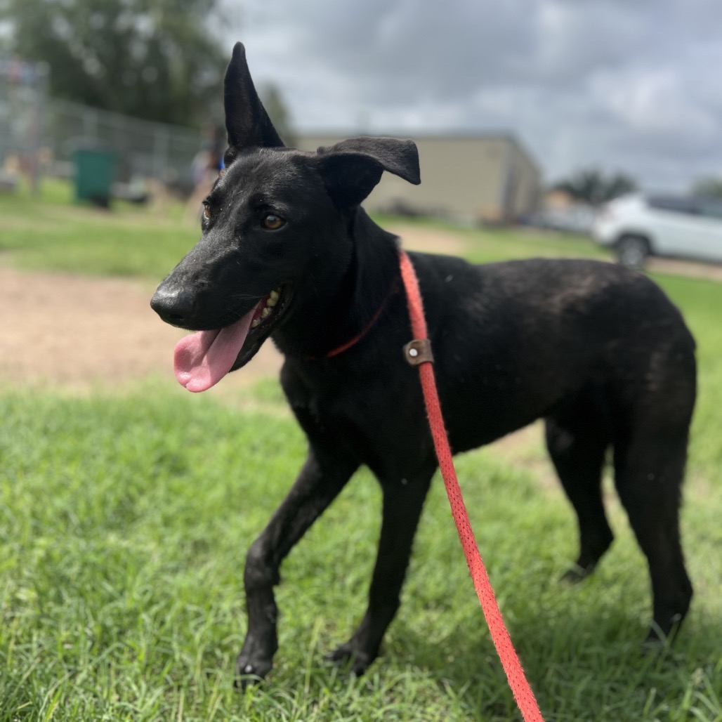 MALIBU - Shepherd / Mixed Breed (Medium) available for adoption