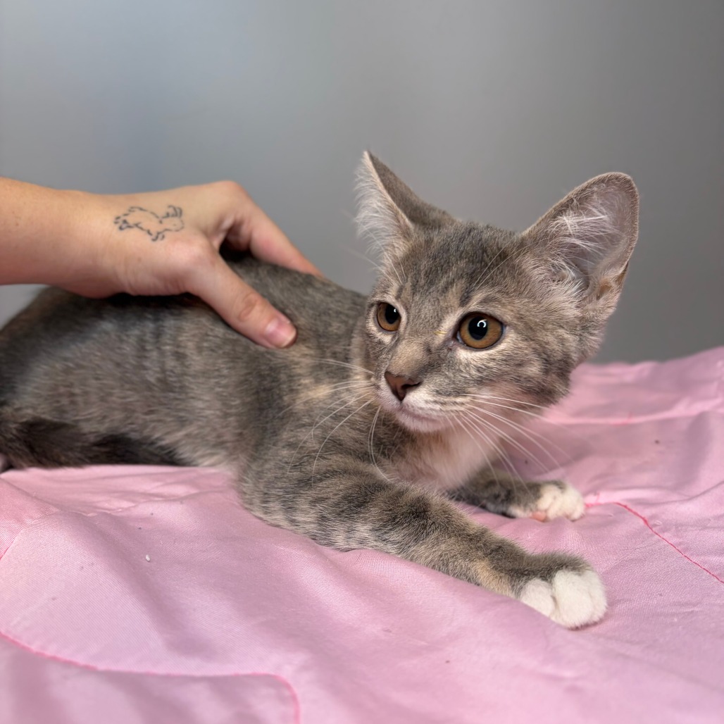 DUNE - Domestic Shorthair / Domestic Shorthair available for adoption