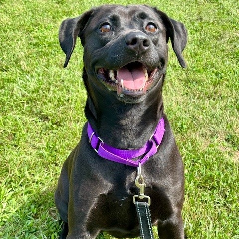 NALANI - Mixed Breed (Medium) / Mixed Breed (Medium) for adoption in League City